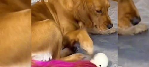 我家养了小泰迪，想咨询大家狗狗不能吃什么东西呢？肉吃多了没事吧？羊肉和牛肉，都是煮好了先不放盐给他？ 狗为什么不能吃羊肉和巧克力