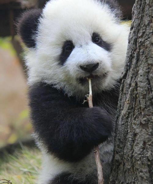 小熊猫可以当宠物养吗？ 宠物熊猫