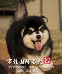 塘沽哪有大点的宠物店或宠物市场？ 天津宠物市场天津宠物店