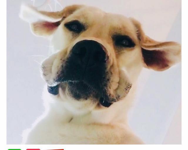 我家狗狗不肯吃狗食，越来越瘦了，怎么办啊？ 狗消瘦不吃东西怎么办