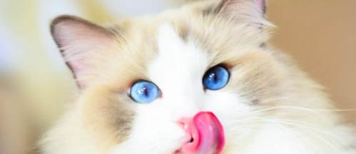 布偶猫有几种怎么区别？ 布偶猫几个品种