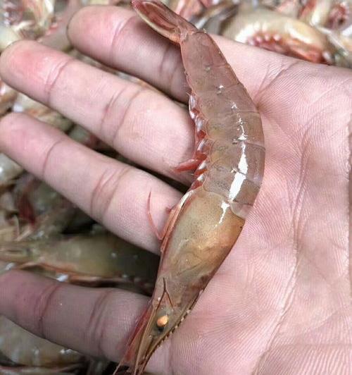 海虾的种类有哪些？ 海虾种类大全
