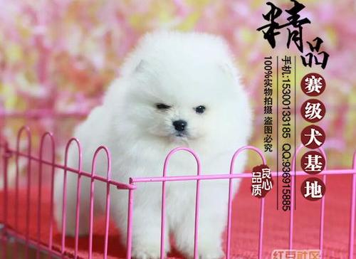 我要买只国美小狗，有谁知道怎么能买只纯种的，大概多少钱 国美狗多少钱