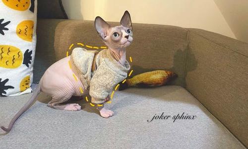怎么买斯芬克斯无毛猫？不会看好不好怎么买？ 斯芬克斯无毛猫价格