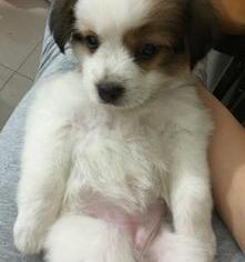 土狗和串串狗怎么分辨，3招教你辨认串串与土狗的区别 京巴串串和土狗的区别