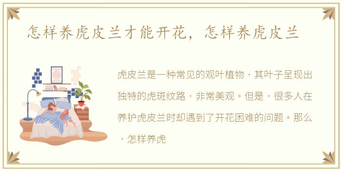 怎样养虎皮兰才能开花，怎样养虎皮兰