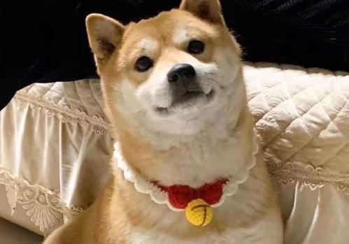柴犬和秋田犬哪个更好养？ 柴犬和秋田犬那个好养