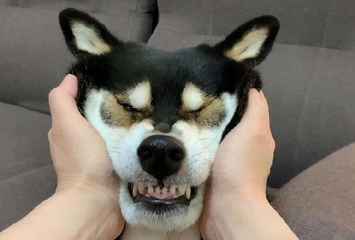 土佐犬的优缺点？ 广西土猎犬的缺点