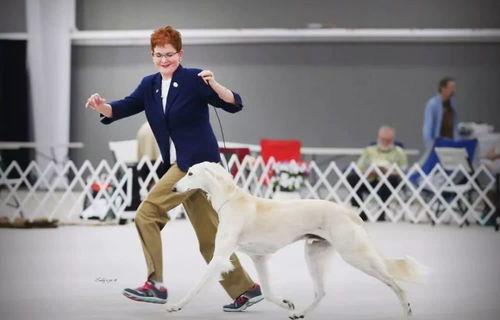 萨路基猎犬和细犬速度谁快？ 萨路基猎犬的
