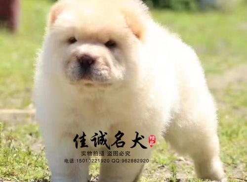 如何分辨松狮犬的好坏？ 纯种松狮舌头