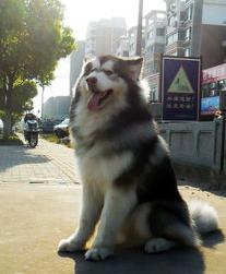阿拉斯加有什么特点？ 阿拉斯加雪橇犬特点