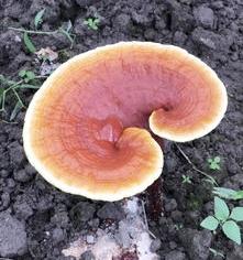 卵巢癌能吃灵芝粉吗？ 三种癌不能吃灵芝