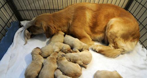 为什么我家的小鹿犬后腿感觉很像没什么力气？ 小鹿犬产后补钙