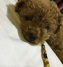 泰剧泰迪为什么叫泰迪？ 泰迪为什么叫贵宾犬
