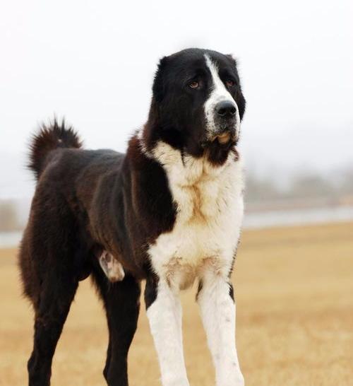 中亚牧羊犬体长？ 中亚牧羊犬能长多高多重