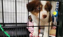 边牧如何识别纯种 如何挑选纯种边境牧羊犬