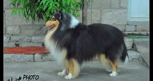 谁能详细介绍一下苏格兰牧羊犬？ 苏格兰牧羊犬特点