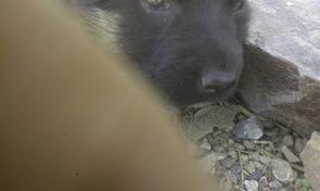 西德犬和狼犬的区别是什么？ 西德犬是什么品种