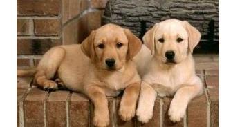 拉布拉多犬价格拉布拉多犬多少钱？ 拉布拉多的价格多少