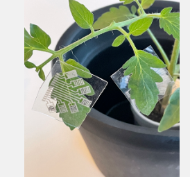 多功能补丁可及早发现植物病害和其他作物威胁