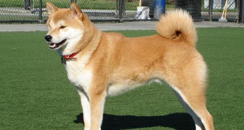 秋田犬可以养在院子里吗？ 秋田犬能养吗