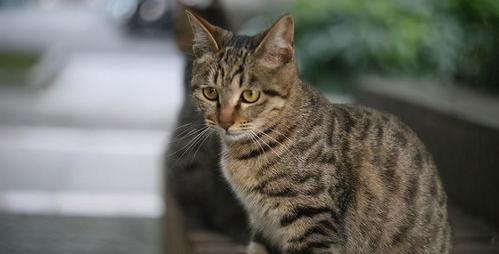 中华田园猫是狸花猫吗？ 中华田园猫狸花猫