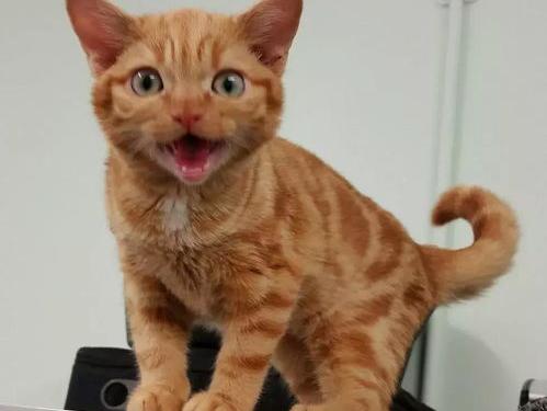 橘猫能活几年？ 橘猫能活多久