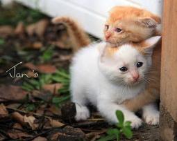 适合猫吃流质食物:猫咪易，消，化流食怎么做，猫咪好，消，化，流食怎么做？ 适合猫吃的食物有哪些