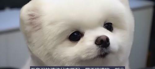 蜜袋鼯多大可以剪指甲 蜜袋鼯能听懂人说话吗