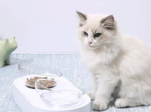 如何做猫饭 农村家猫穷人自制猫饭