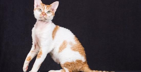 德文卷毛猫一年几窝？ 德文卷毛猫尴尬期