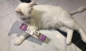 母猫绝育后有多可怕？ 母猫绝育后有多可怕