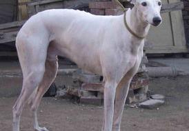 格力犬和灵缇犬的区别？ 格力犬掐狗真实
