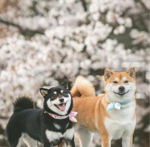 请问有人知道这是什么狗吗？ 小虎斑犬多少钱一只