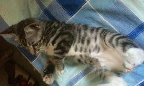 虎斑猫和虎斑配出来是什么？ 虎斑猫是什么猫和什么猫配的