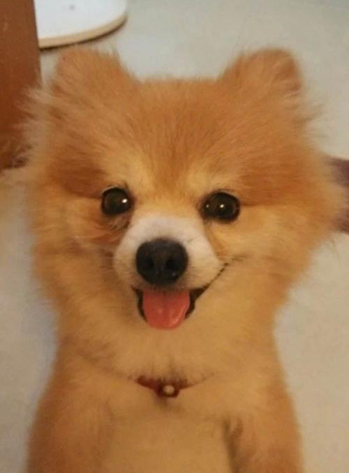 博美犬的寿命一般是多长？ 博美犬寿命多长时间