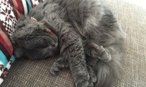 英短蓝猫崽长毛的多钱 长毛蓝猫价格