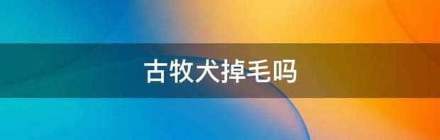 古牧犬掉毛吗 古牧犬厉害吗