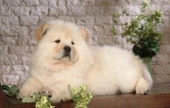 松狮犬会不会很凶，会咬人吗？ 松狮犬可爱