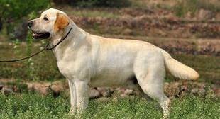 纯种拉布拉多幼犬多少钱一只？ 一只纯种的拉布拉多多少钱