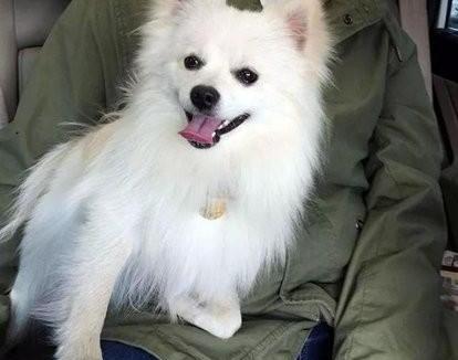 银狐聪明吗？ 银狐犬忠诚吗