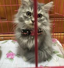 高地猫立耳好养吗？ 高地立耳猫多少钱一只