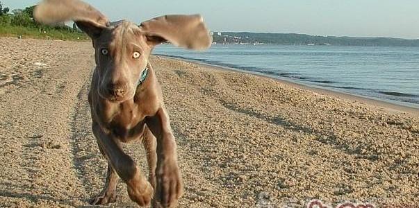 魏玛犬断尾和不断尾哪个好？ 魏玛犬为什么要断尾