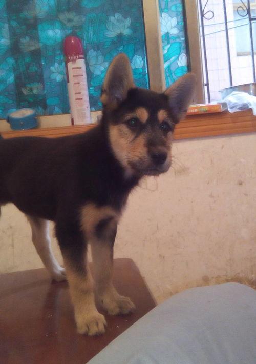 一个月大的德牧幼犬该怎么养？ 黑背一个月幼犬