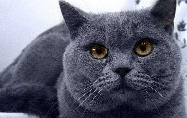 蓝猫多少元一只？ 蓝猫多少钱