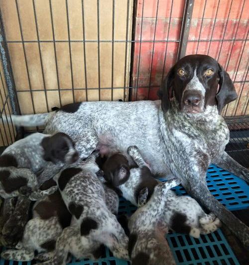 波音达幼犬怎么挑选？ 波音达犬幼犬