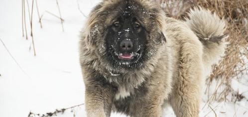 高加索犬和草原上的巨狼谁厉害？ 高加索牧羊犬和狼谁厉害