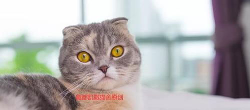 苏格兰折立猫介绍？ 苏格兰折耳猫贵吗