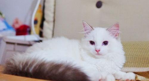 白色长毛猫有哪些品种？ 白色长毛猫品种