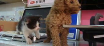 贵宾犬的祖先是狼吗? 贵宾犬以前是干什么的